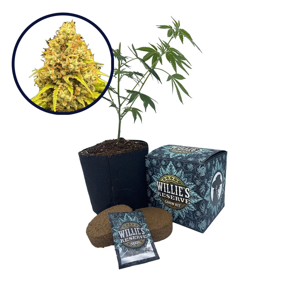 Super Lemon Haze Strain High Yield Grow Kit (THCA)