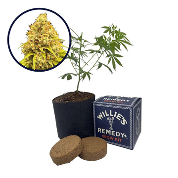 Super Lemon Haze Strain Grow Kit (THCA)