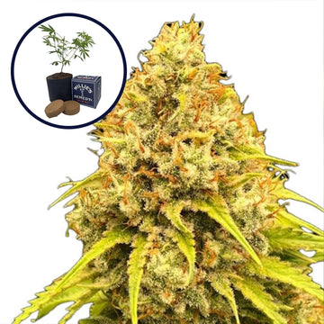 Super Lemon Haze Grow Kit