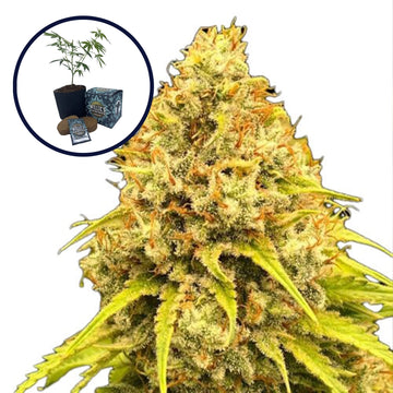 Super Lemon Haze High Yield Grow Kit