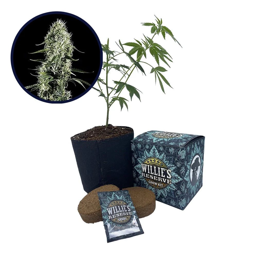 Super Silver Haze Strain High Yield Grow Kit