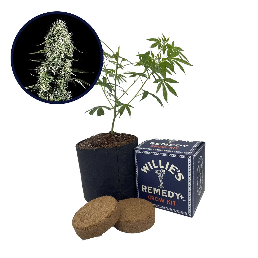 Super Silver Haze Strain Grow Kit
