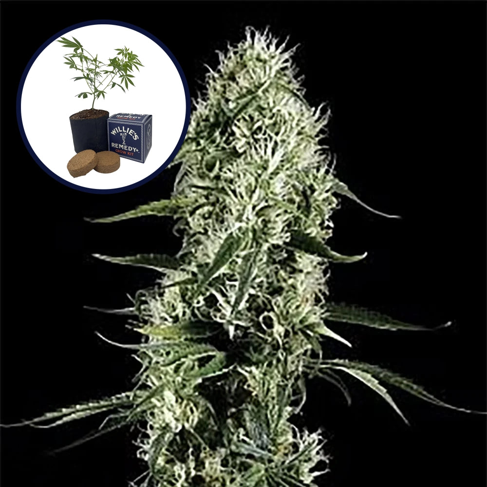 Super Silver Haze Grow Kit