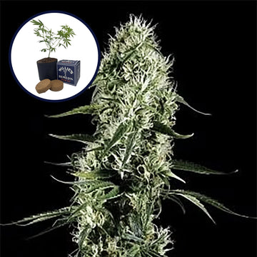 Super Silver Haze Grow Kit
