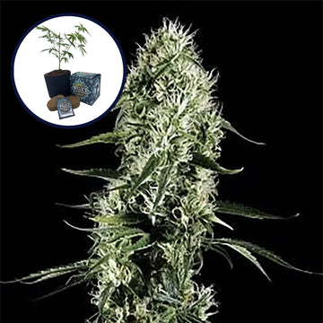 Super Silver Haze High Yield Grow Kit