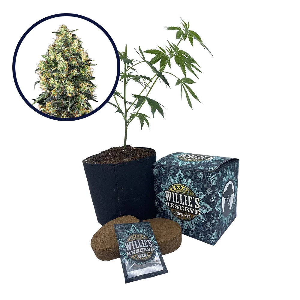 Super Skunk Strain High Yield Grow Kit