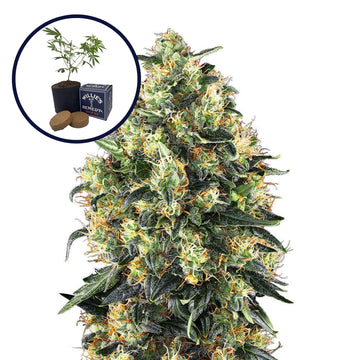 Super Skunk Grow Kit