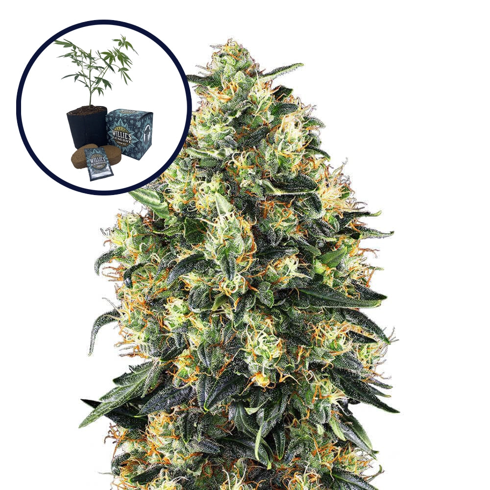 Super Skunk High Yield Grow Kit