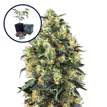 Super Skunk High Yield Grow Kit