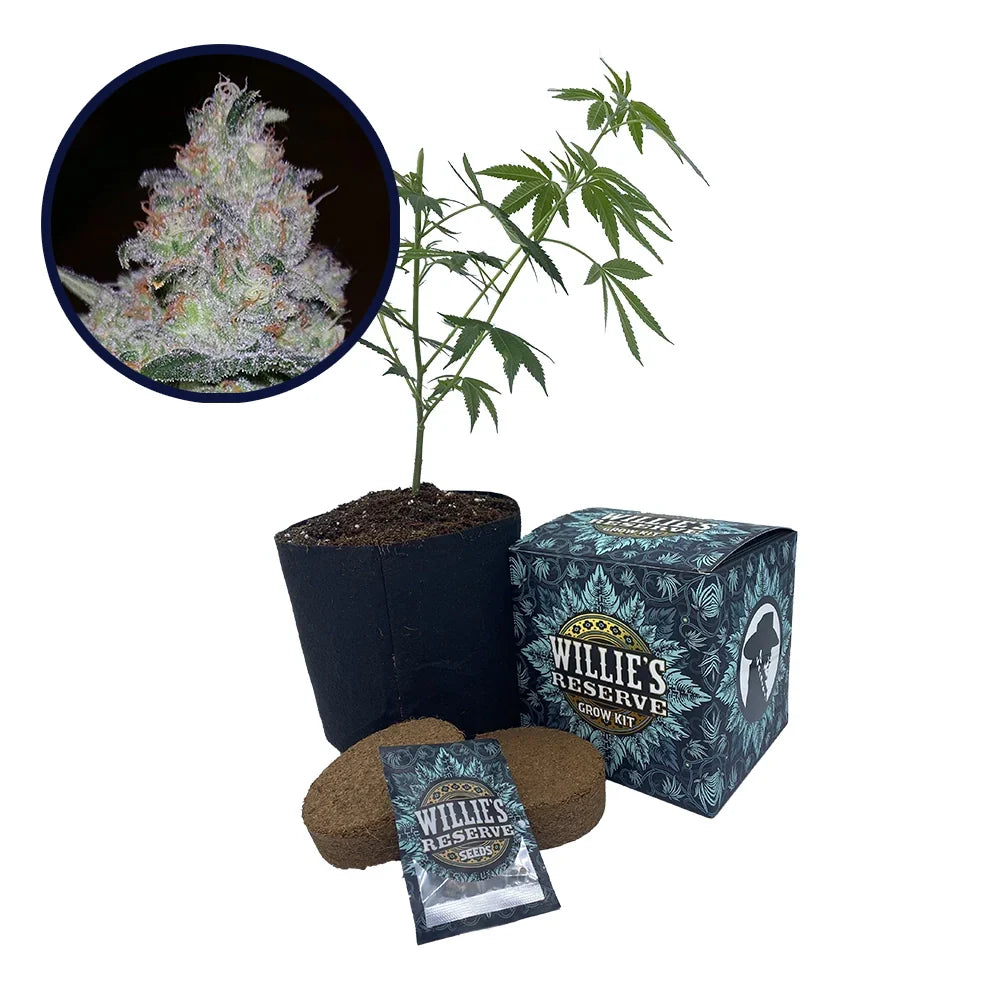 Supernova Strain High Yield Grow Kit