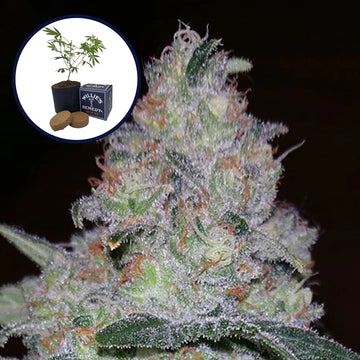Supernova Grow Kit