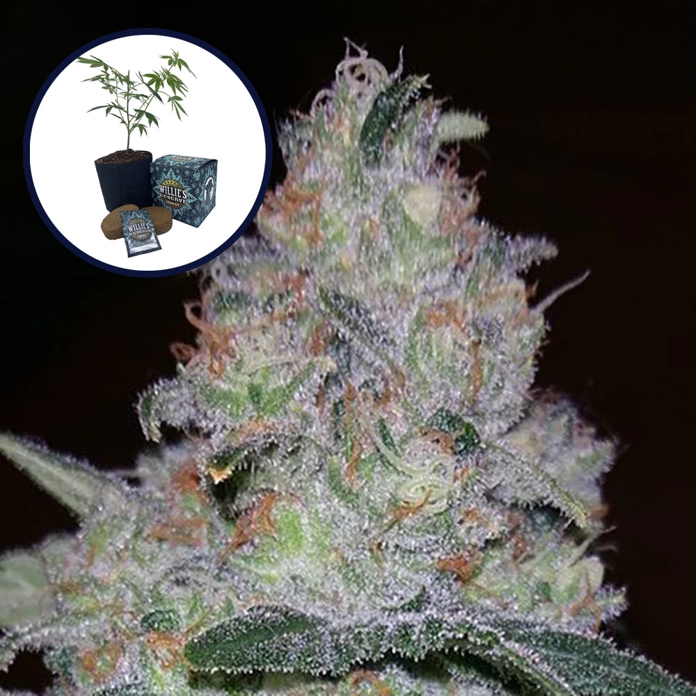 Supernova High Yield Grow Kit