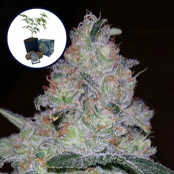 Supernova High Yield Grow Kit