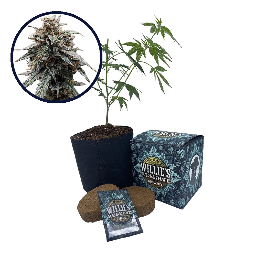 Sweet Tooth Strain High Yield Grow Kit