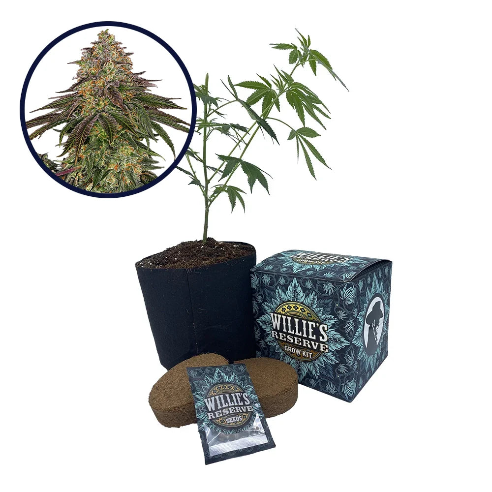 Sweet Kush Strain High Yield Grow Kit