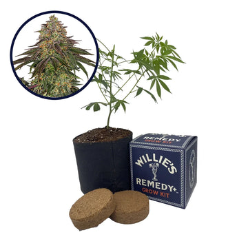 Sweet Kush Strain Grow Kit