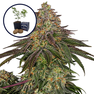 Sweet Kush Grow Kit