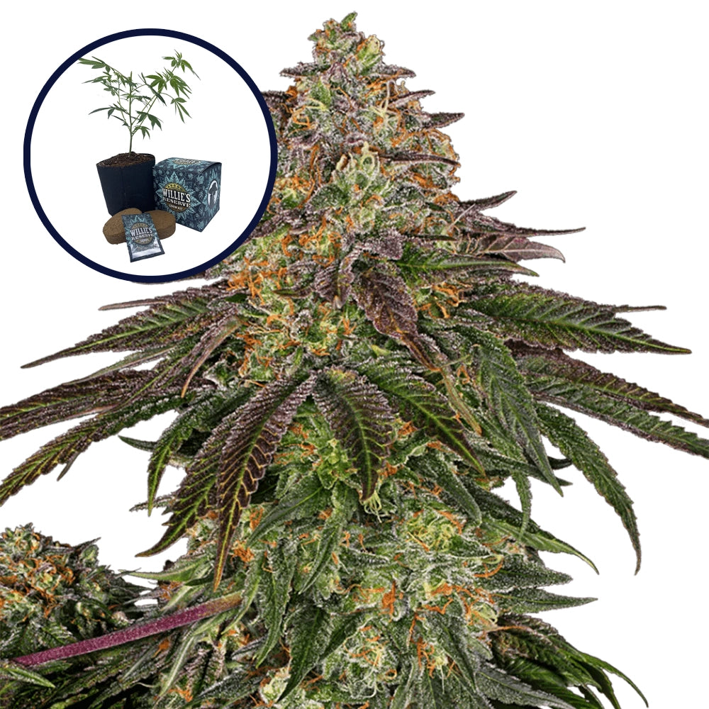 Sweet Kush High Yield Grow Kit