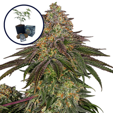 Sweet Kush High Yield Grow Kit