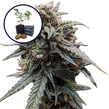 Sweet Tooth Grow Kit