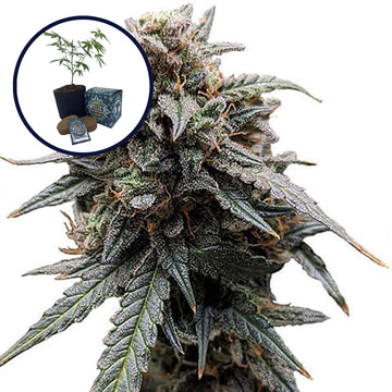 Sweet Tooth High Yield Grow Kit