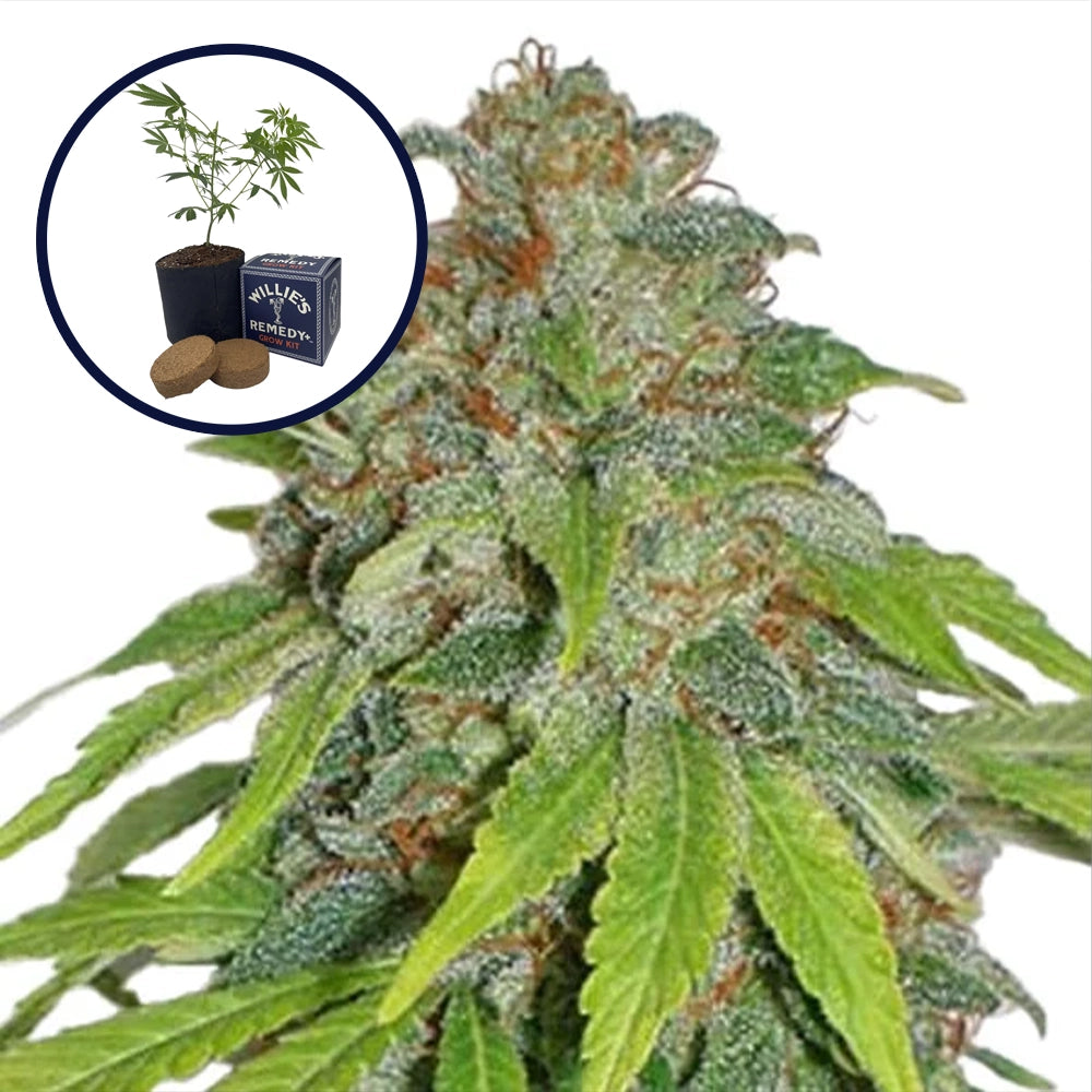 THCA Apple Jack Grow Kit