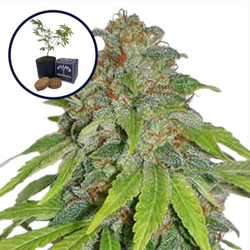 THCA Apple Jack Grow Kit