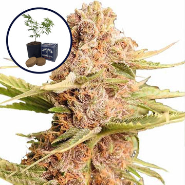 THCA Girl Scout Cookie Grow Kit