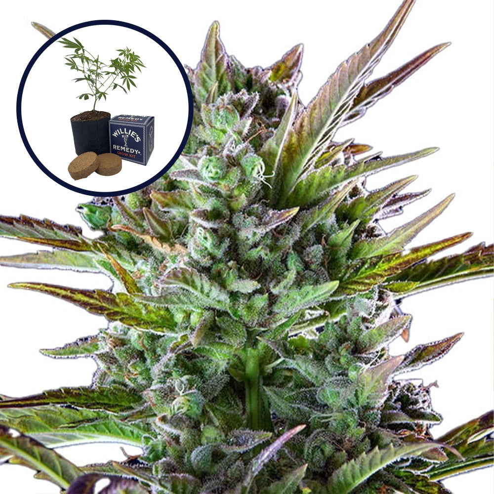 THCA Pineapple OG Grow Kit