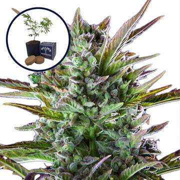 THCA Pineapple OG Grow Kit