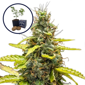 THCA Runtz Grow Kit