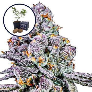 THCA Sex Panther Grow Kit