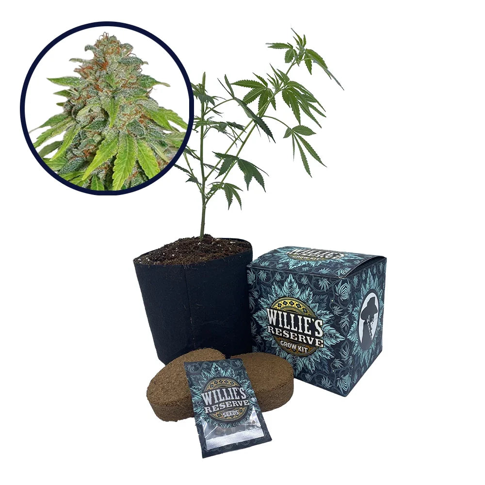 THCA Apple Jack Strain High Yield Grow Kit