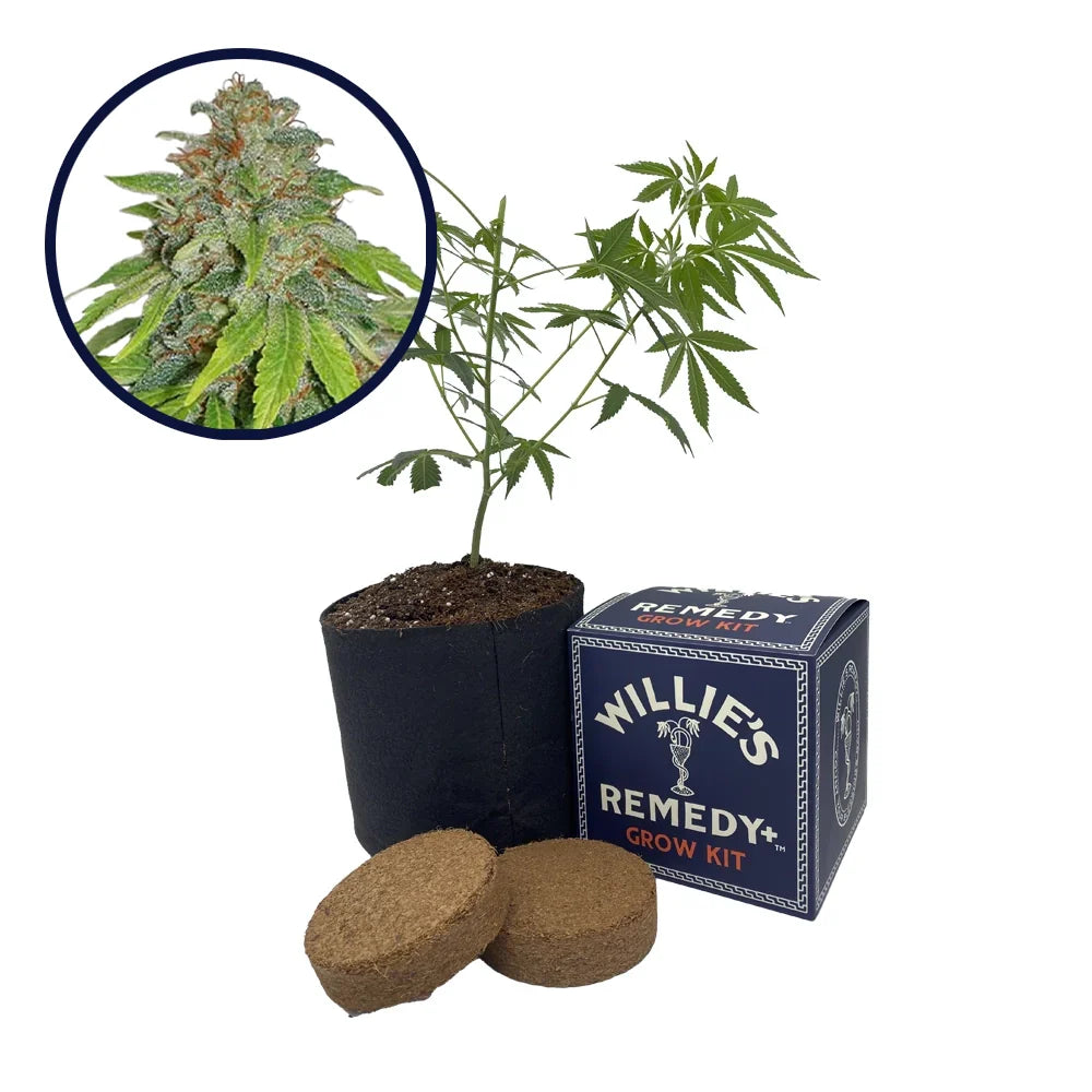 THCA Apple Jack Strain Grow Kit