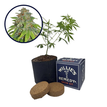 THCA Apple Jack Strain Grow Kit