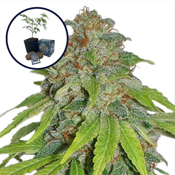THCA Apple Jack High Yield Grow Kit