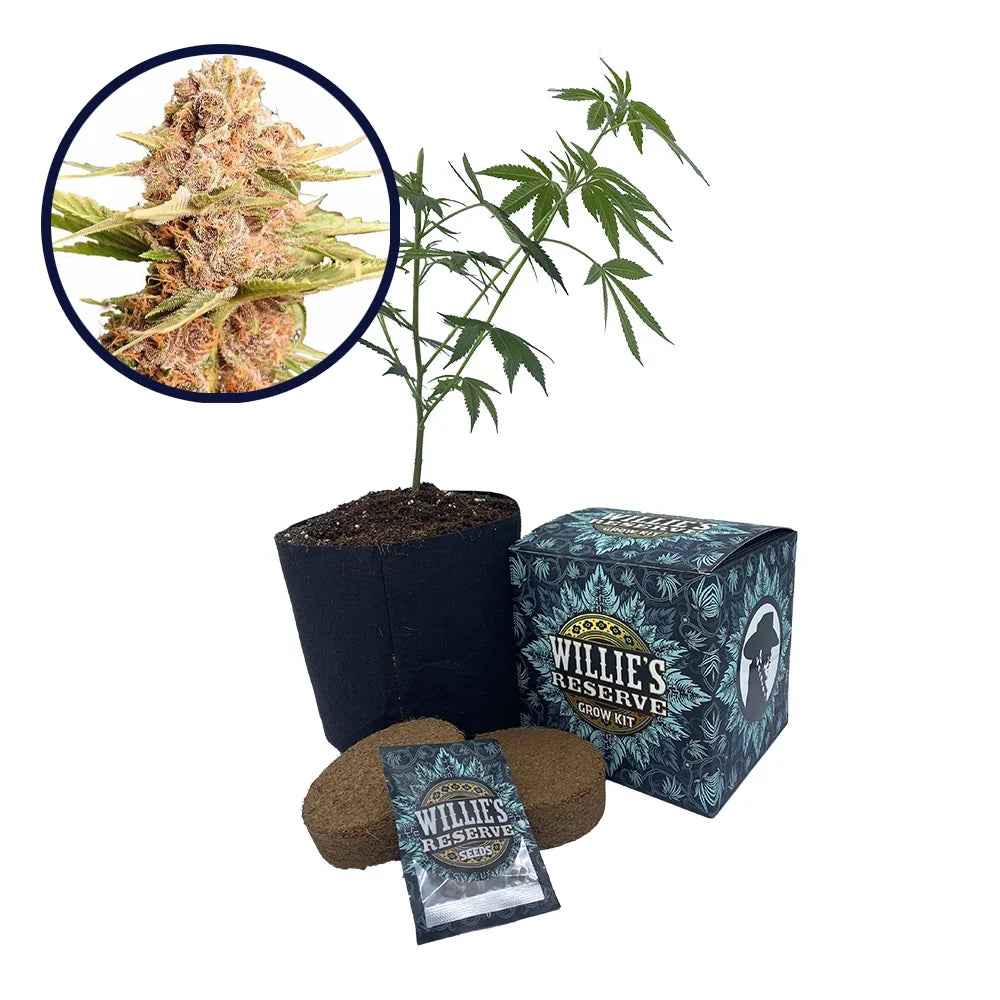 THCA Girl Scout Cookie Strain High Yield Grow Kit