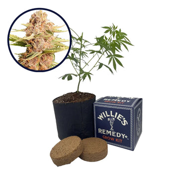 THCA Girl Scout Cookie Strain Grow Kit