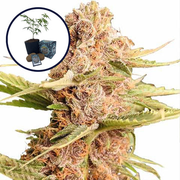 THCA Girl Scout Cookie High Yield Grow Kit