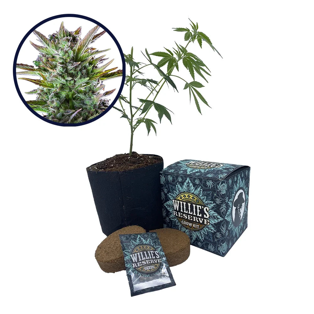 THCA Pineapple OG Strain High Yield Grow Kit