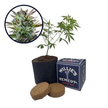 THCA Pineapple OG Strain Grow Kit