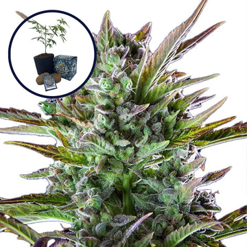 THCA Pineapple OG High Yield Grow Kit