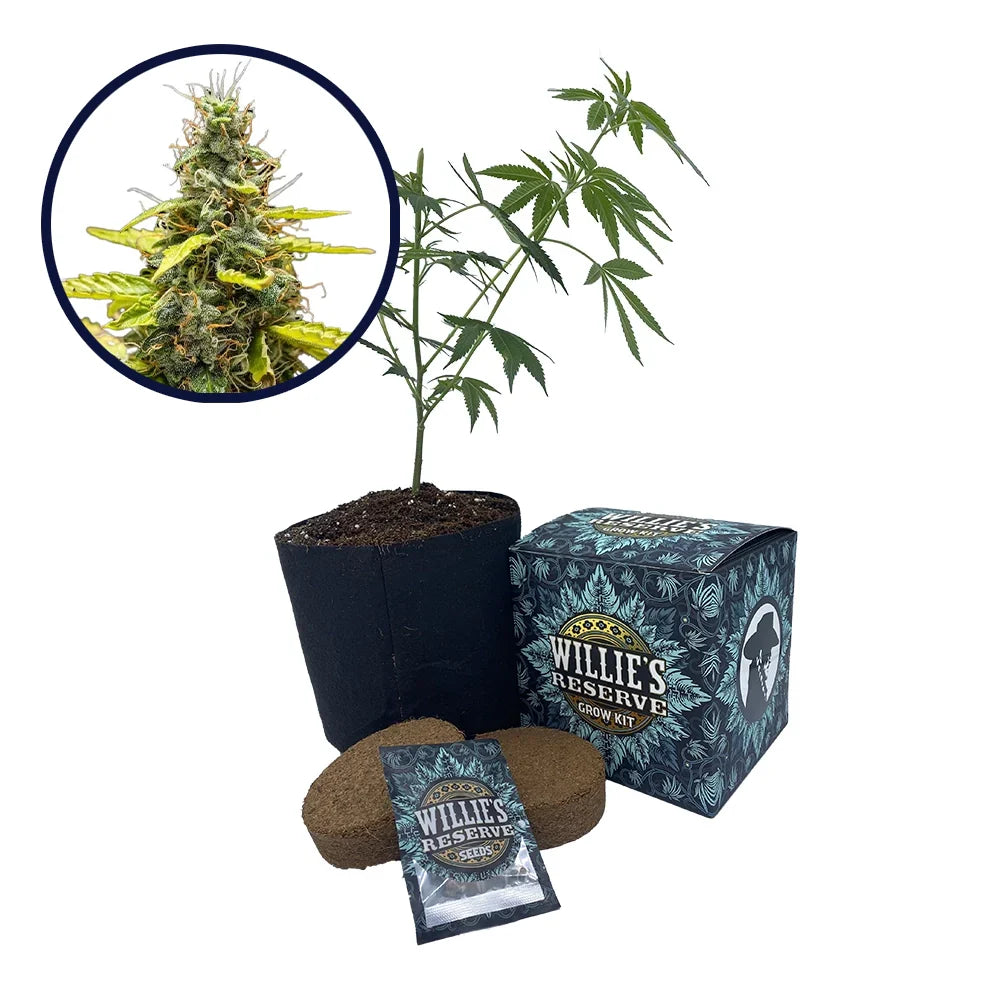 THCA Runtz Strain High Yield Grow Kit