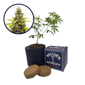 THCA Runtz Strain Grow Kit