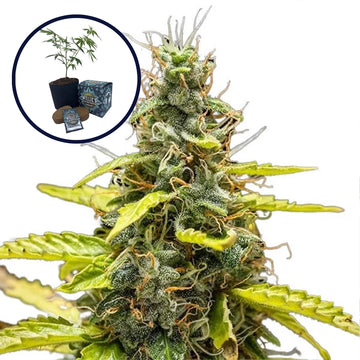 THCA Runtz High Yield Grow Kit