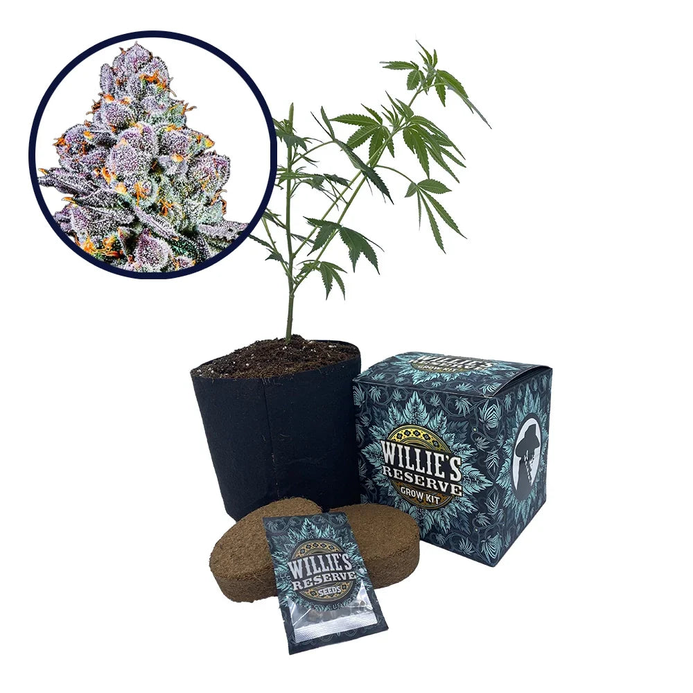 THCA Sex Panther Strain High Yield Grow Kit