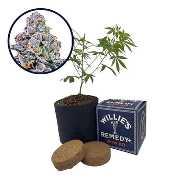 THCA Sex Panther Strain Grow Kit