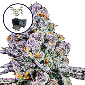 THCA Sex Panther High Yield Grow Kit