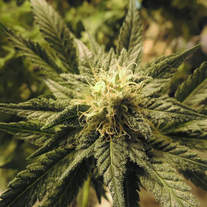Tangerine Dream Auto