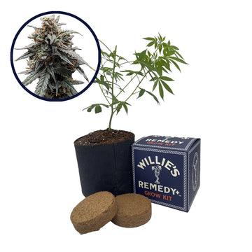 Tangerine Dream Strain Grow Kit